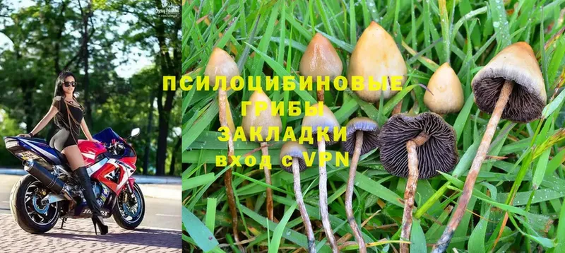 ОМГ ОМГ маркетплейс  Шацк  Галлюциногенные грибы Magic Shrooms 